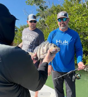 Feisty Sheepshead hookup