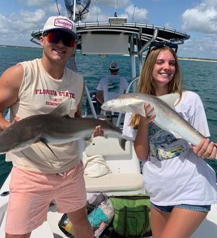 Atlantic Sharpnose Sharks from New Smyrna Beach waters!