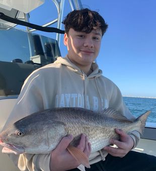 Chunky redfish landed!