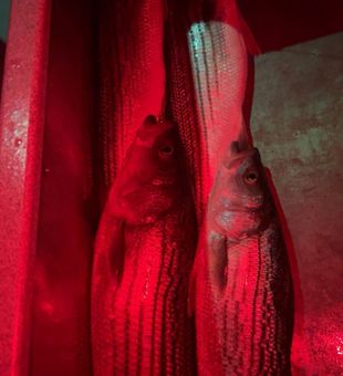 Fresh Arbuckle striped bass ready for the table!