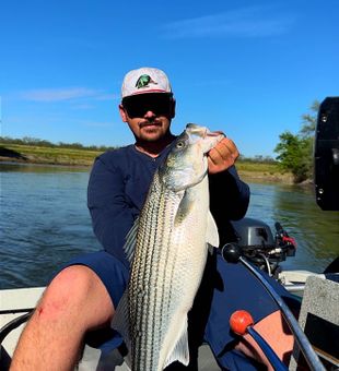 Nice striped bass from Arbuckle waters!