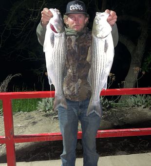 Double striped bass success in Arbuckle!