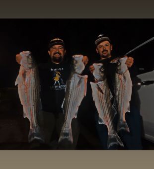 Four beautiful striped bass from Arbuckle waters!