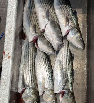 Striped bass filling the cooler in Arbuckle!