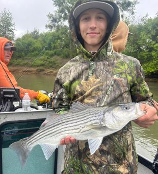 Sharp striped bass!