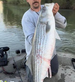 Massive striped bass!