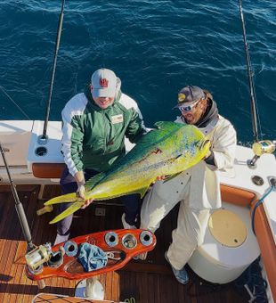 Beautiful Miami mahi mahi ready for the cooler!