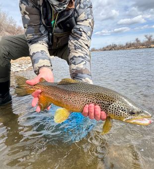 It’s springtime in the Rockies and fish are hungry! Come book your next fishing day with fishmissoula.com