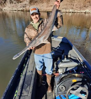 Paddlefish in Lake Eufaula 