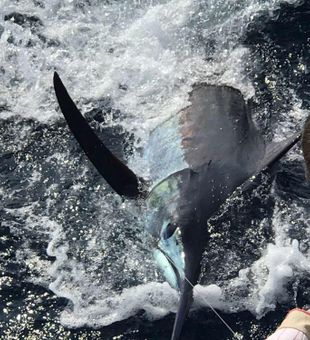 OBX offshore fishing fun! Sailfish Fishing!