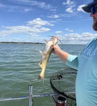 Strong catfish catch on open water