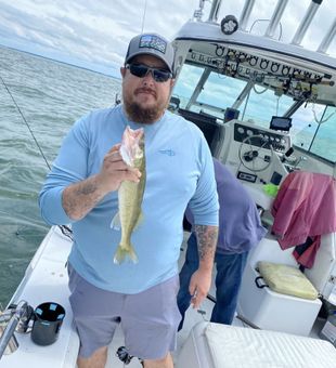 Solid walleye catch on the boat