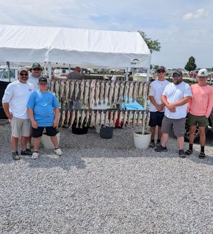 Impressive Lake Erie walleye haul!