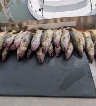 Walleye Haul - Port Clinton, OH.