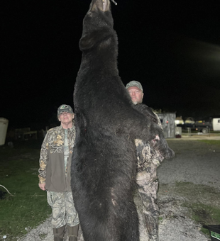 Massive Black Bear hunted down.