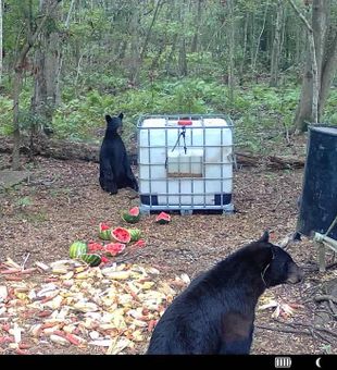 Multiple bears are using the baits