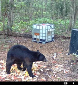 Get your bear this year!