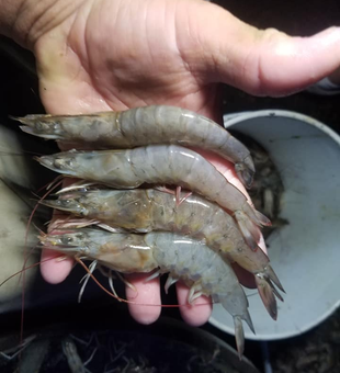 Reel Shrimp Charter In North Carolina