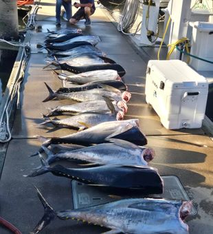 Strong yellowfin tuna lineup today.