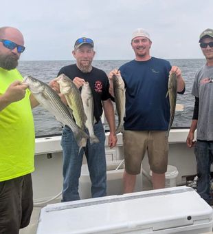 Successful striped bass fishing trip in Grasonville MD!