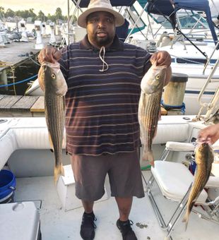 Epic Striped Bass Fishing In Chesapeake Bay 