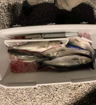 Cooler full of Striped Bass in Chesapeake Bay 