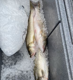 Fresh Chesapeake Bay catch
