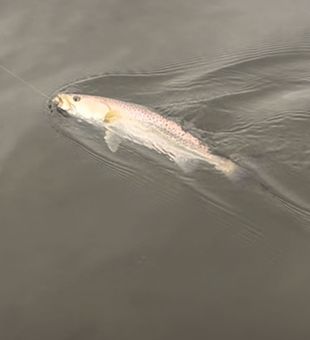 Oversized trout are abundant this fall and so are the Redfish 