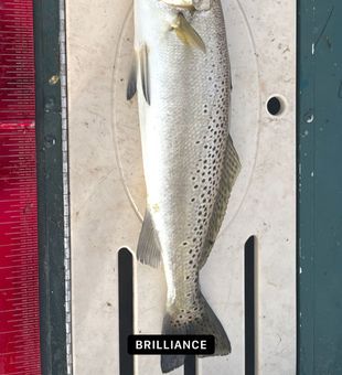 Big fat Gator trout are abundant this Fall 