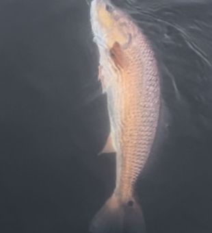 Redfish are on fire since the Hurricanes and water temperature have dropped into the 70’S 