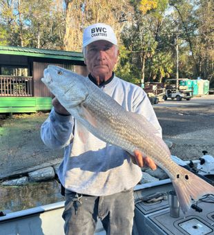 Beautiful Homosassa redfish making the day complete!