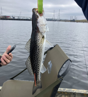 Trout Action on Virginia Flats