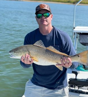 Redfish cruising shallow shoreline