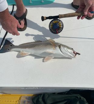 Redfish tail spotted in grass flat