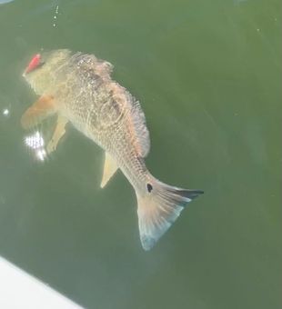 Hooked Redfish — powerful strike in action! 