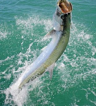 Sandkey Beach Clearwater tarpon