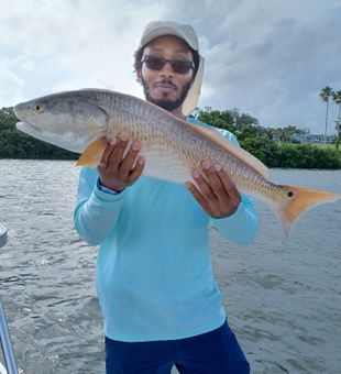 Clearwater FL redfish