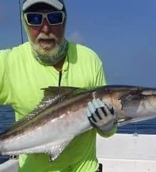 Hooked into a Panama City cobia!