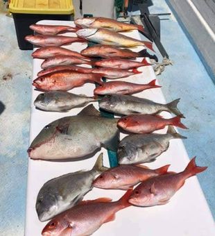 Red snapper and grey triggerfish caught in Panama City FL!