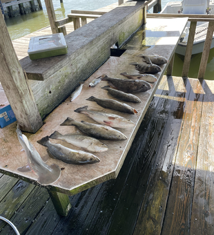 Clearing skies and deep sea jigging: the perfect recipe for Spotted Weakfish!