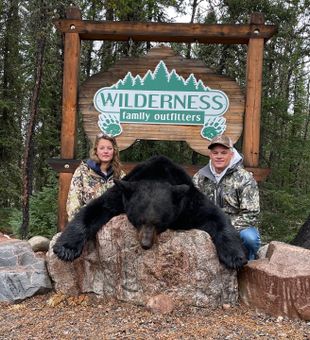 Saskatchewan black bear—majestic and powerful.
