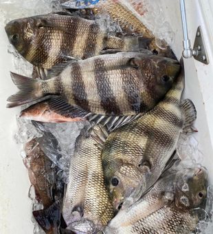 Sheepshead