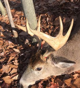 Dawn Hunt, Adirondack Style