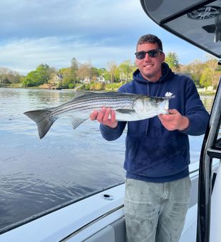 Nice striped bass from Newburyport waters!