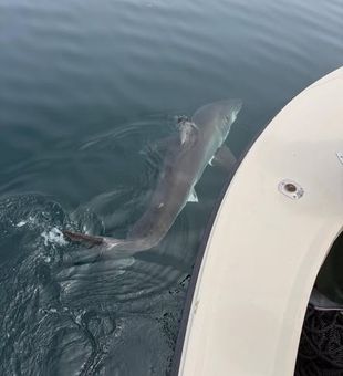 Experience the adrenaline rush of shark fishing in Newburyport, MA! Battle powerful sharks just off the Massachusetts coast and make memories you'll never forget on an action-packed offshore adventure.