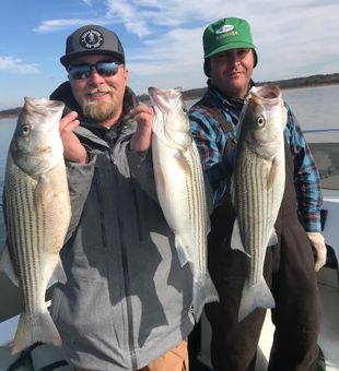 Lake Texoma striper fishing just hits