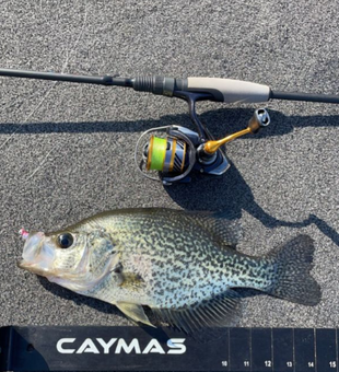 Reel in the Excitement with Crappie Fishing