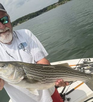 Lake Murray striped bass makes for perfect fishing success!