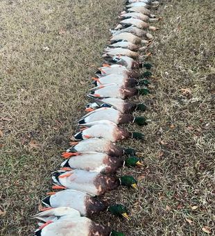 Ducks Out -  Lake Texoma