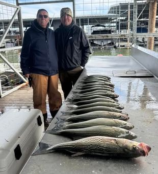 Stripers Stack -  Lake Texoma